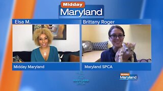 Maryland SPCA - Kitten Adoption