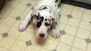 Great Dane puppy wriggles through tiny cat door