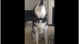 Husky howls every time toy makes squeaky sound