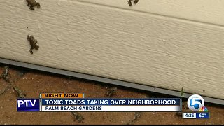Palm Beach Gardens community concerned over outbreak of poisonous toads