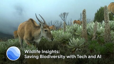 Wildlife Insights: Saving Biodiversity with Tech and AI