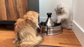 Cats 🐈🐈confused by water fountain🤣🤣🤔