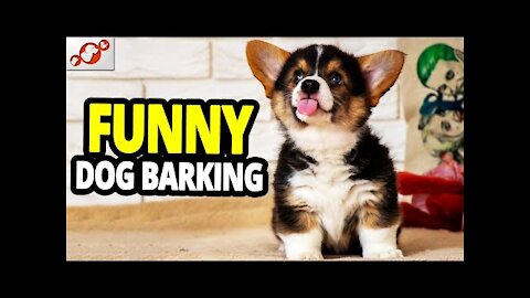 🐕 FUNNY Dogs Barking - The Funniest Dog Barking Videos 2021! *try not to laugh*