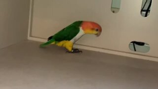 Parrot hilariously pulls off epic 'metal detector' impression