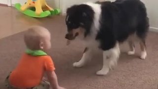 Baby and dog engage in precious playtime together