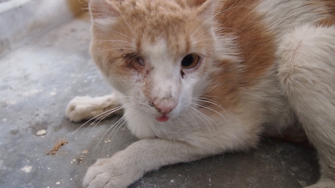 One-eyed street cat's amazing rescue transformation