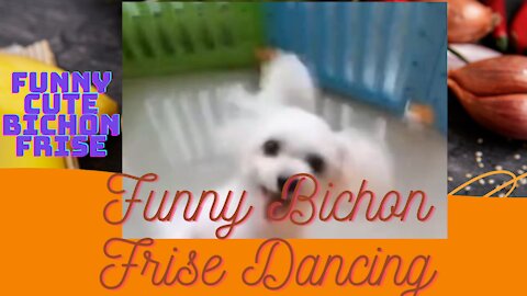 Funny Bichon Frise Dancing