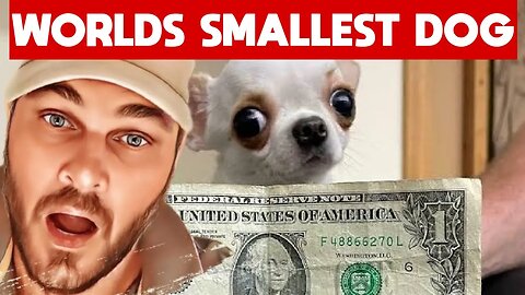 World Smallest Dog As Big As A One Dollar Bill | Pearl The Chihuahua