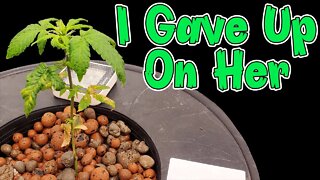 Grow Log: Week 4 - I Gave Up On Her