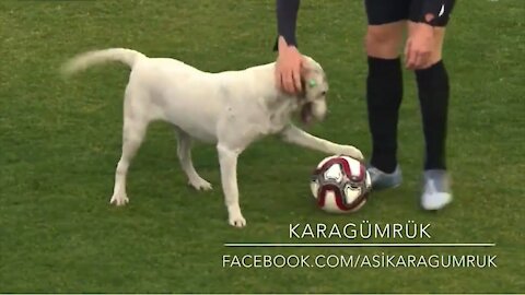 How a dog brought a football match to a halt