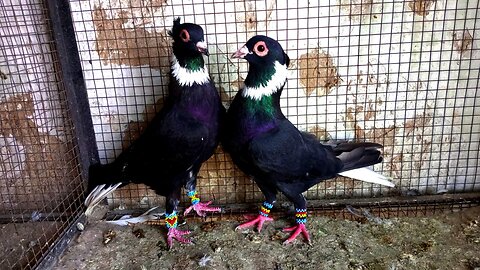 Beautiful pigeon American crwon breedar pair