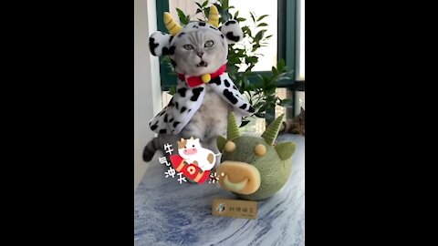 Funny Cat making fruit salad 😂😂