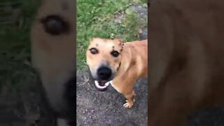 Very happy rescue bull arab dog running to owner