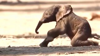 Newborn Baby Elephant Learns To Walk On Wobbly Legs