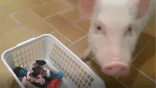 Mini porco se diverte ao tirar as roupas da máquina de lavar