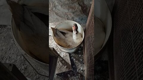 Muscovy Duck has laid eggs in a bucket and is sitting on them