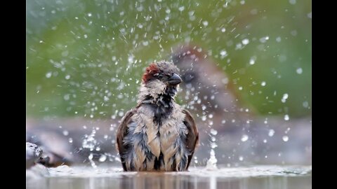 Indian Cute Sparrow Bird Bath In Rain Water | bird bath | Indian Bird Bath |