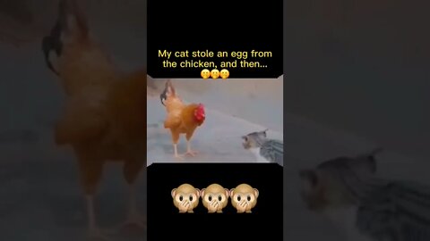 Did the chicken do it right?#cats #foryou#shorts #youtubeshorts #youtubefeed