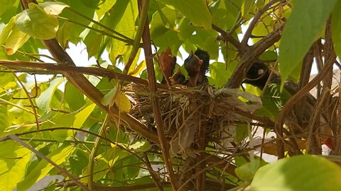 Red Vented Bulbul Chicks In The Nest