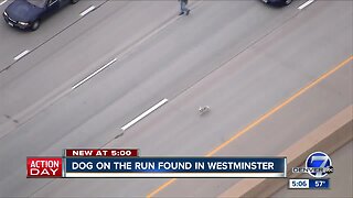 Is this your dog? Pup that got loose on Westminster highway found safe