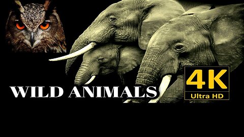 Wild Animals Collection in 4k,Wild Animal 4k Video #4kafricanwildlife #wildanimals @atharvallinone