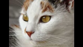 Cat likes to nibble objects out of owner's hand