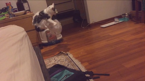 Cat stuck in plastic bag literally flips out