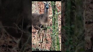 deer in the woods