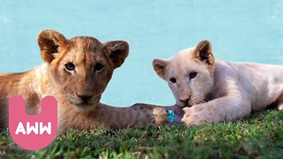 Baby Tiger and Lion Cubs