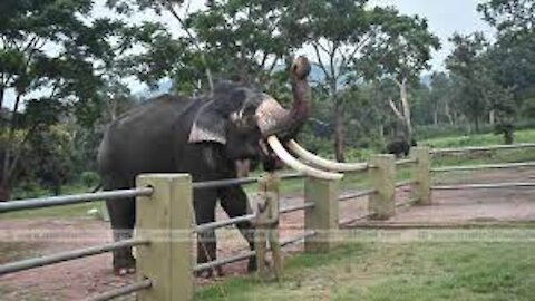 🐘🐘🐘 Jumbo Effort Elephant crosses over the high iron fence in amazing feat 🚀🚀🚀