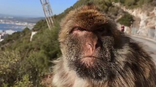 Monkeys Den Gibraltar