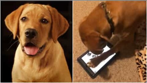 Labrador adora giocare con l'iPad dei padroni