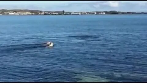 Golden retriever swimming with Dolphins