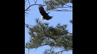 Beautiful, majestic Bald eagles coming into nest