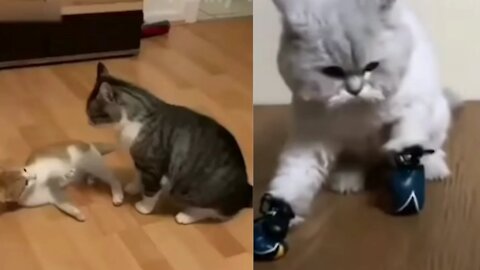 That Will Make You Laugh All Day Long 😂😹|♥ Best Funny Cat Videos😅