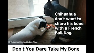 Chihuahua don't want to share his bone with a French Bull Dog