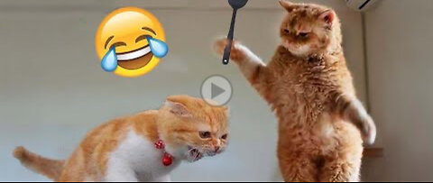 Best Funny Animal Videos of the year (2023)