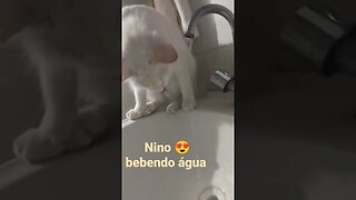 #gatos