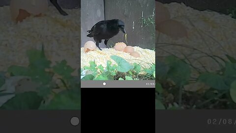 Crow 🐦athletically⚽ eating 🥣yolk 🥚#cute #funny #animal #nature #wildlife #trailcam #farm #homestead