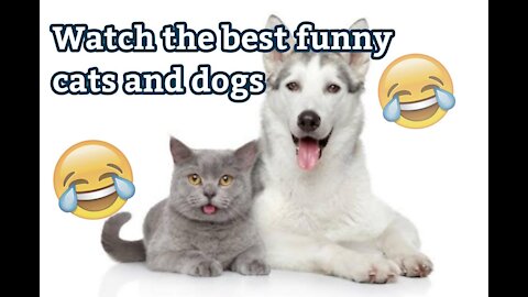 Super cute ♡ The best funny videos of dogs and cats