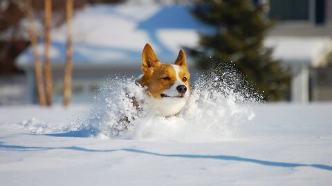 Corgis Playing in Snow