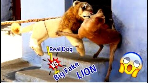 Big Lion Prank Dog Biting Funny dog Reaction Must Watch Can Not Stop Laugh Best Prank Video 2021