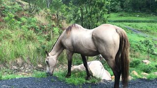 A review of Arthur the Rescue Horse and Our Elderly Horse, Penny.