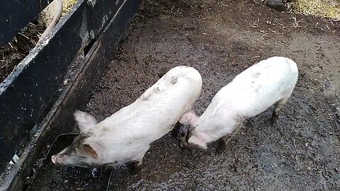 Clean Pigs are happy pigs in Patagonia