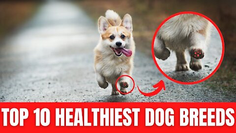 Healthiest Dog Breeds In The World - Top 10 Healthiest Dog Breeds | Dog World