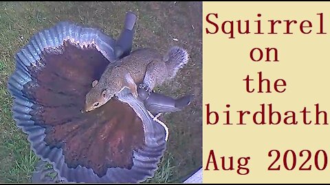 Squirrel on the birdbath in Our Wildlife Oasis - August 2020