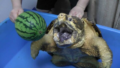 Alligator snapping turtle snaps Water melon