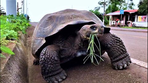 Giant Galapagos tortoise takes a stroll down bike path