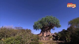 Walt Disney World Celebrates Earth Day | Morning Blend