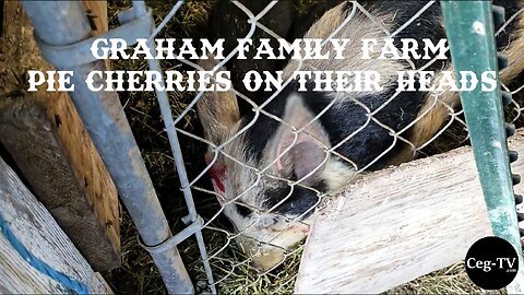 Graham Family Farm: Pie Cherries on Their Heads